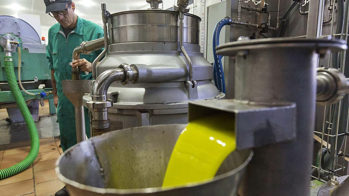 La norma de calidad del aceite de oliva apuesta por mejorar la calidad y la trazabilidad del producto.