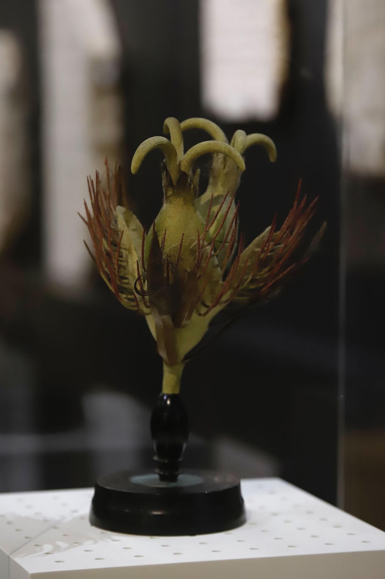 Flora expone el vínculo ancestral entre botánica y arqueología