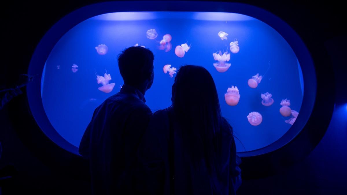 El Oceanogràfic de València alberga diversas especies de medusas.
