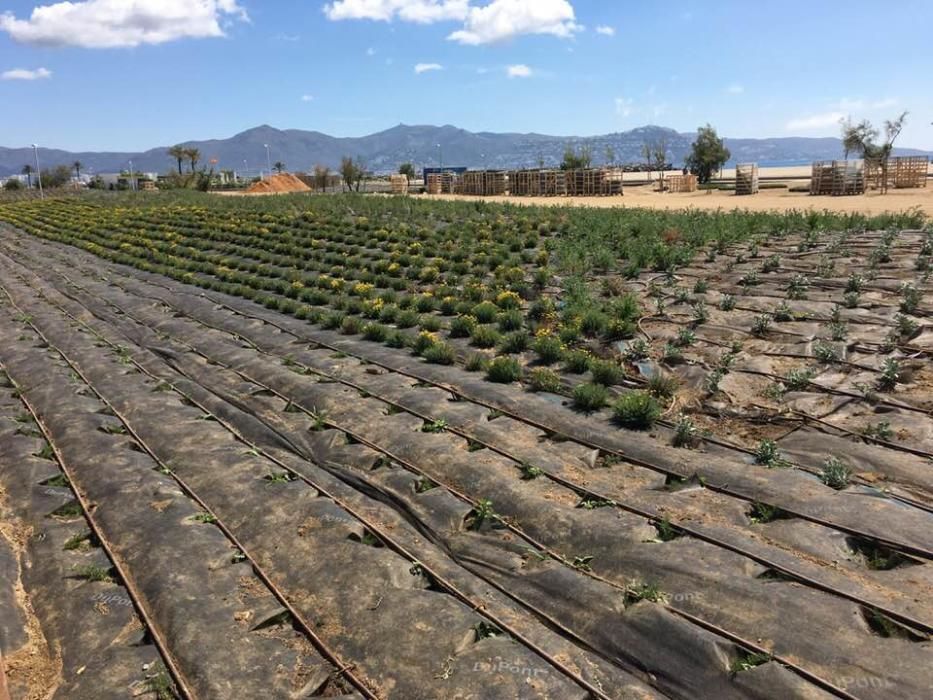 Obres al passeig d'Empuriabrava