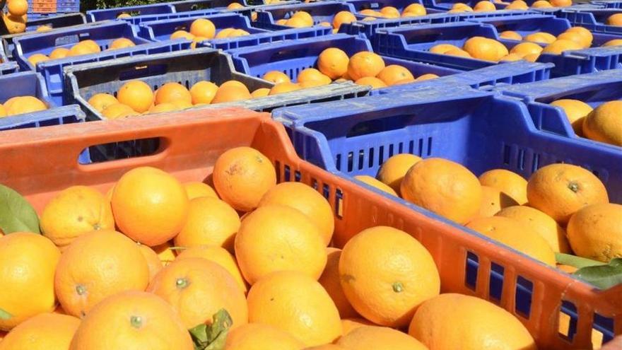 Investigados al robar más de 14 toneladas de naranjas