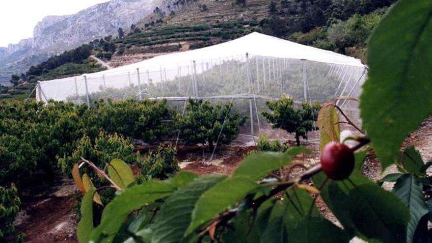 La cooperativa ya realizó en su momento unas pruebas experimentales en la Vall de Gallinera