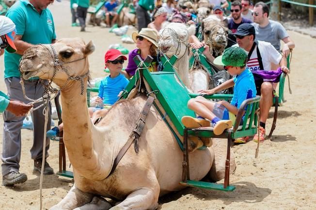 Reportaje excursiones con camellos en las Dunas ...