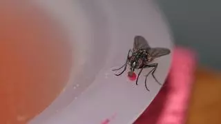 La bebida para evitar que las moscas y mosquitos entren en tu casa