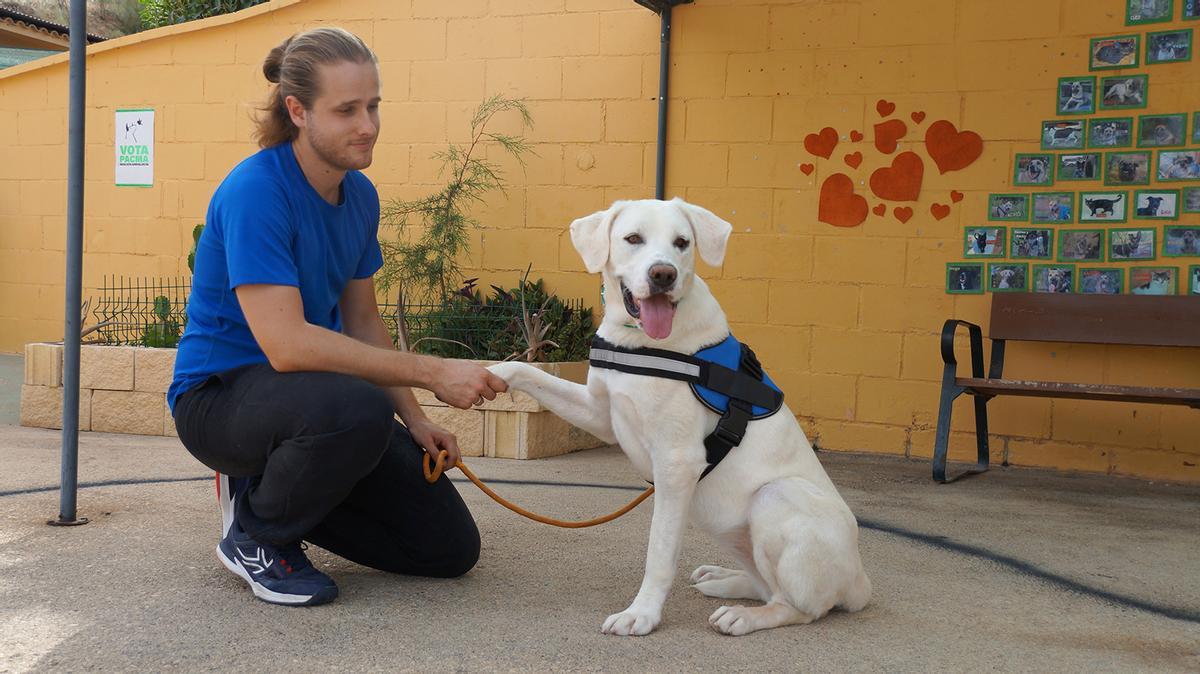 Un voluntario juega con Celeste, una perra acogida actualmente por la Protectora de Málaga.