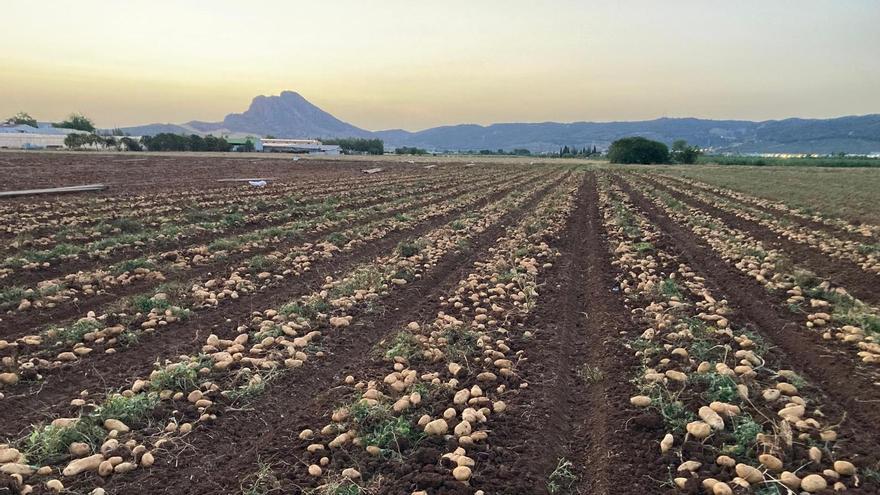 El precio de la patata compensa las pérdidas de la cebolla en Antequera