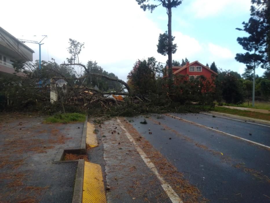 Árbol derrumbado sobre la calzada en Oleiros.