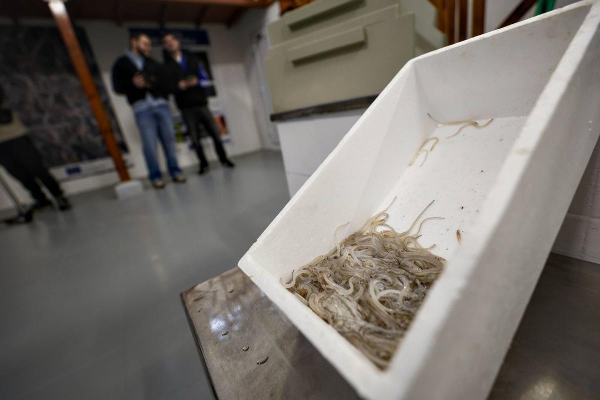 La primera subasta de la angula en La Arena, de récord: 13.000 euros el kilo