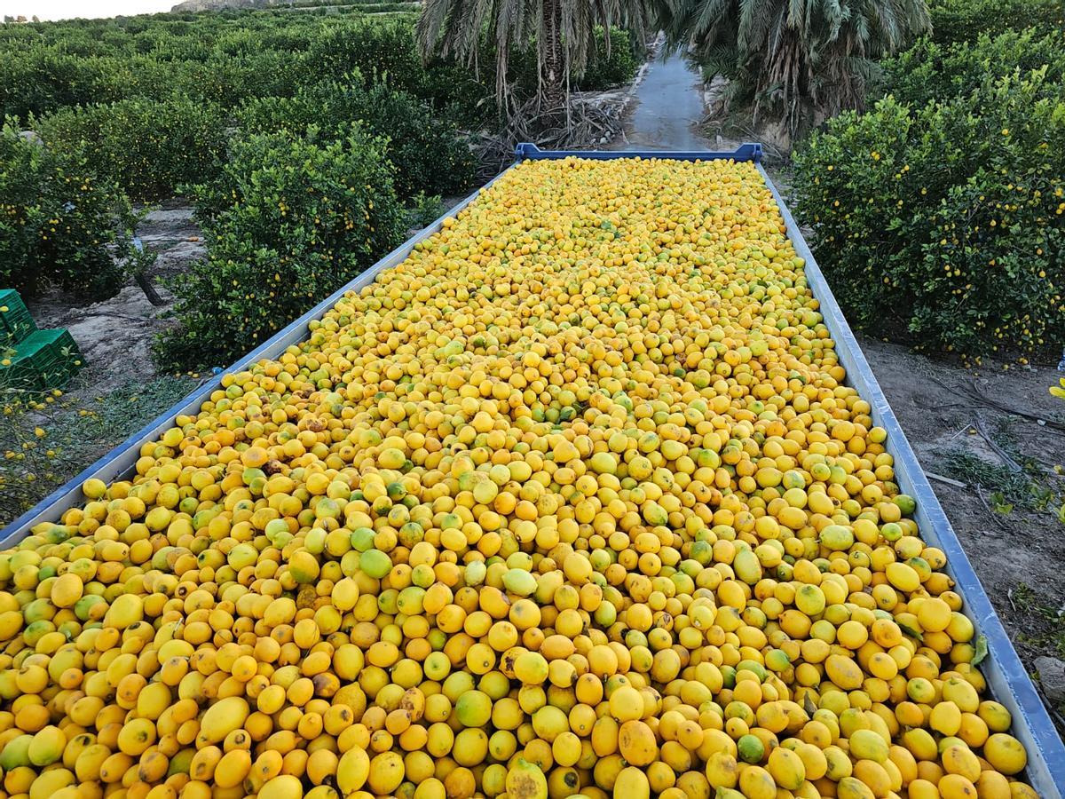 Limones recién recolectados en un campo de Torremendo que serán destrío para la industria.