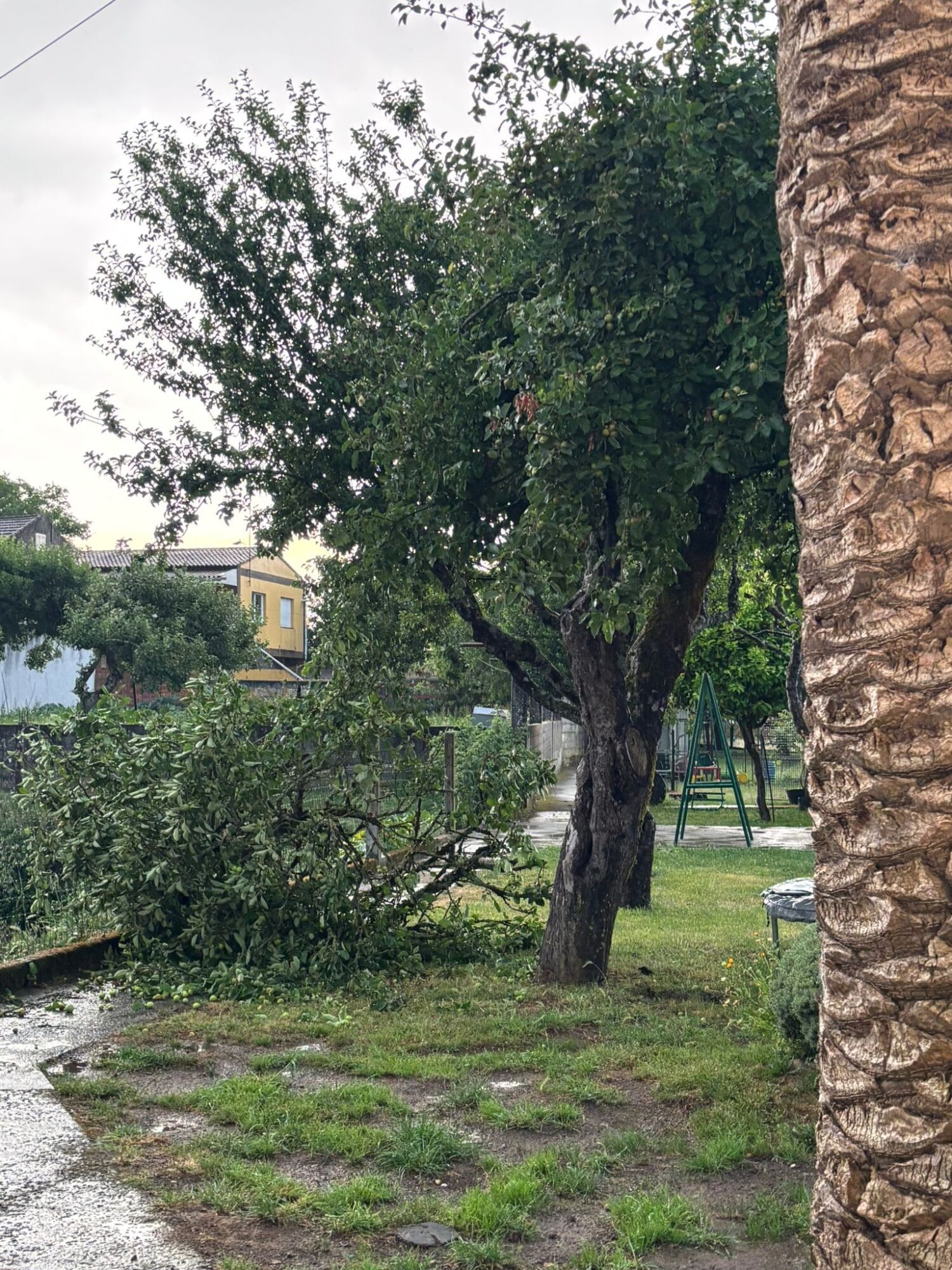 Árbol afectado por la caída de un rayo en Donramiro.