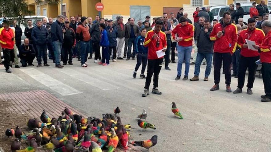 El Campeonato de España de Colombicultura ya está en juego en el Llano de Molina