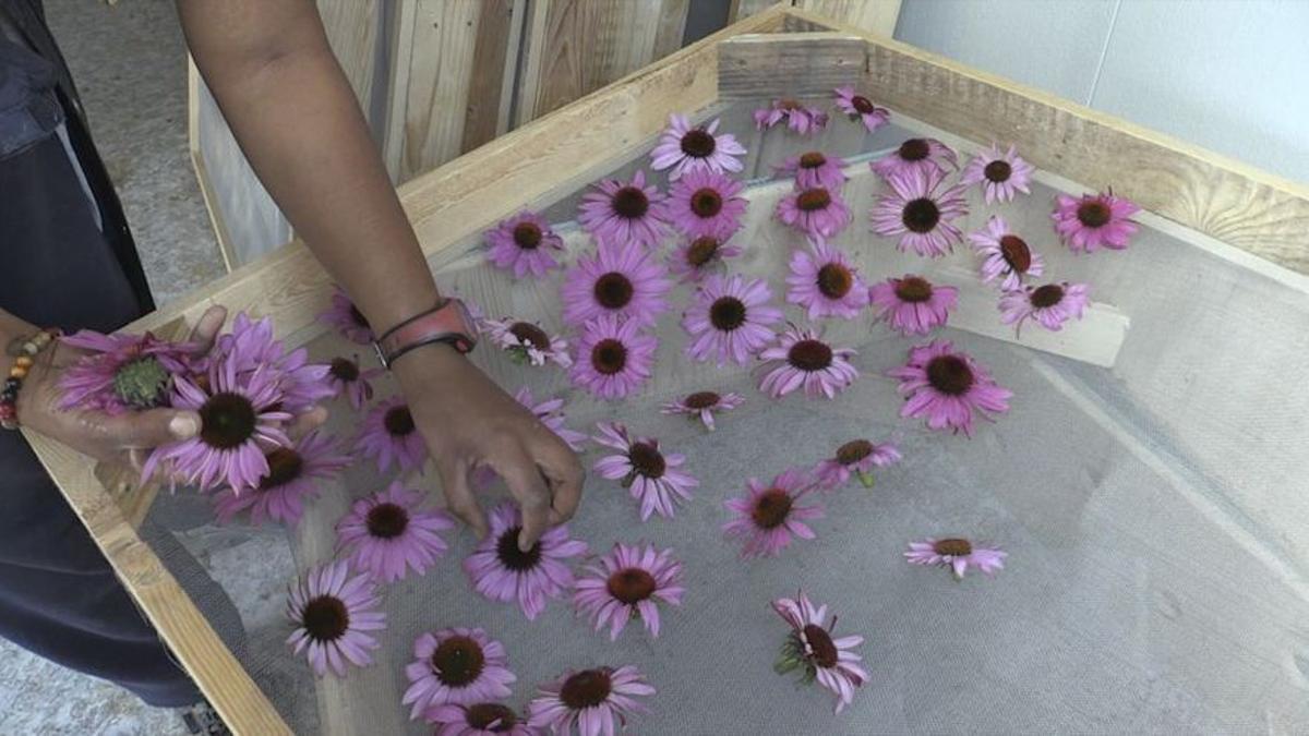 Flores de equinácea.