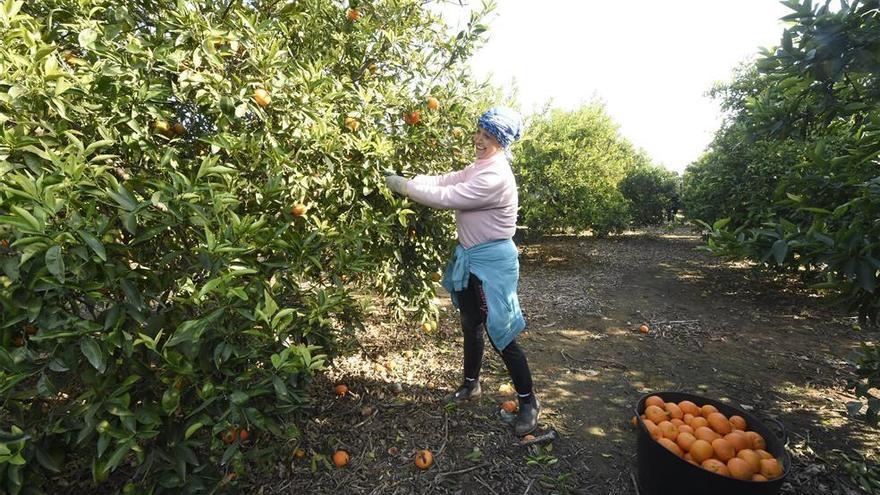 Los inversores tensan al alza el valor de la tierra de cultivo citrícola en Castellón