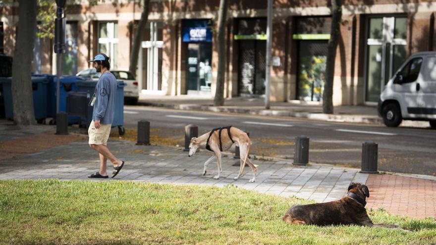 Barcelona imposa gairebé 1.000 multes per passejar gossos sense corretja després de dos anys i mig de veto