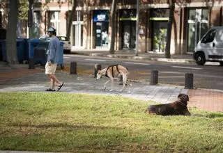 Barcelona impone casi 1.000 multas por pasear a perros sin correa tras dos años y medio de veto