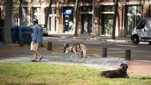 Barcelona imposa gairebé 1.000 multes per passejar gossos sense corretja després de dos anys i mig de veto
