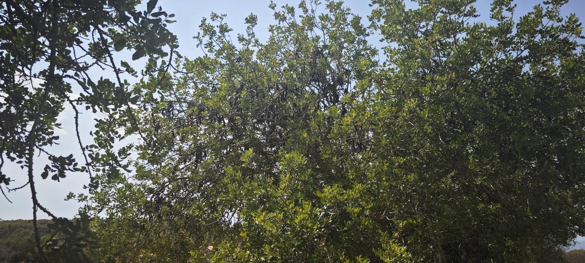 FOTOS | Arranca la campaña de la algarroba en Mallorca