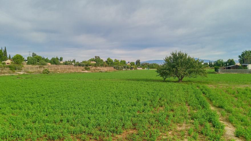 Las Torres de Cotillas: gastronomía a la vera del río Segura