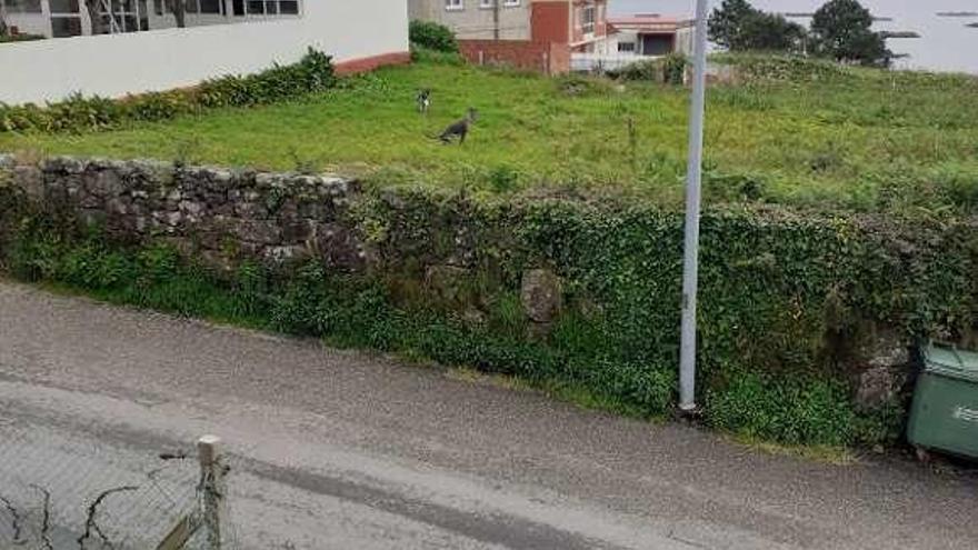 Perros sueltos en terrenos de A Guía, en Meira.