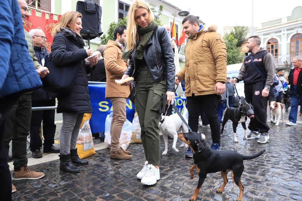 Bendición de animales en Paterna.