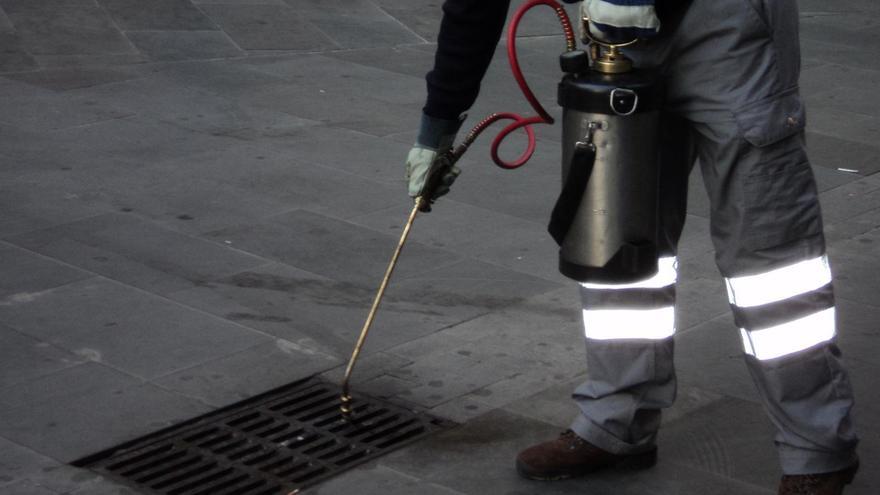 Plagas en Las Palmas de Gran Canaria: más de 200 actuaciones solo en un mes