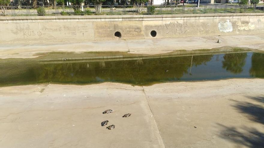 Aparecen patos agonizando y muertos junto al río Albarregas en Mérida