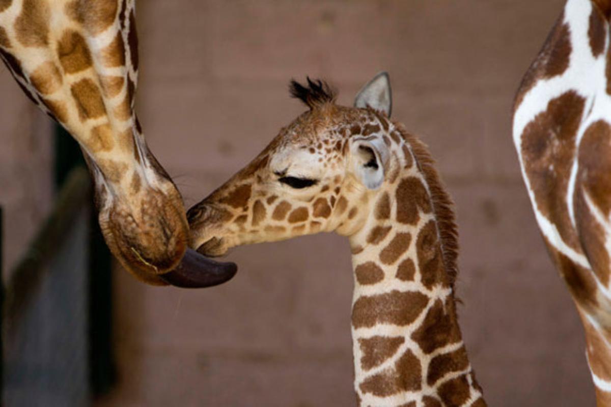 Una girafa llepa la seva cria en un zoològic de Tel Aviv (Israel).