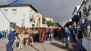 Cientos de romeros acompañan a la Virgen de Gracia en el Campo Oliva