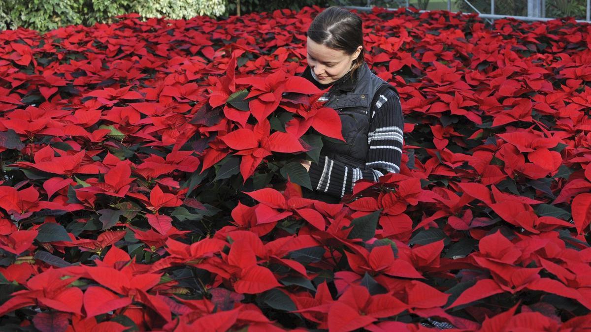 Imatge d'unes flors de Nadal.