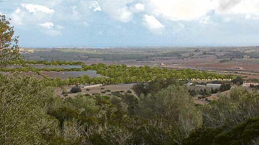 Imagen virtual de cómo quedará el parque solar con la barrera vegetal entre la instalación y la carretera de Manacor a Porto Cristo.