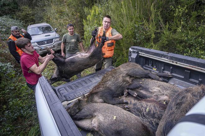 Dentro de una batida de jabalí: así trabajan los cazadores de Cassà de la Selva