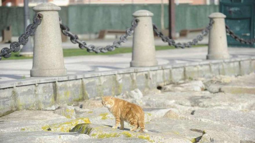 Un gato callejero se pasea por las rocas de O Parrote.