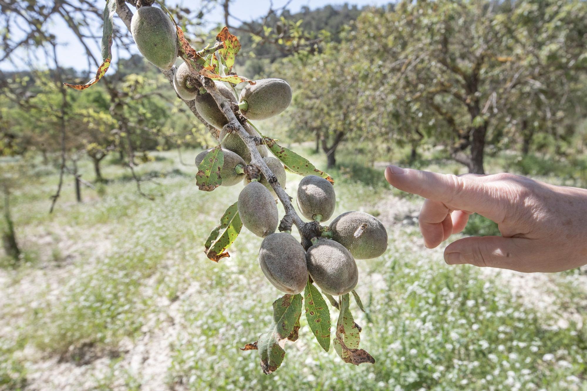 La crisis de la almendra encarecerá la Navidad al subir el precio del turrón