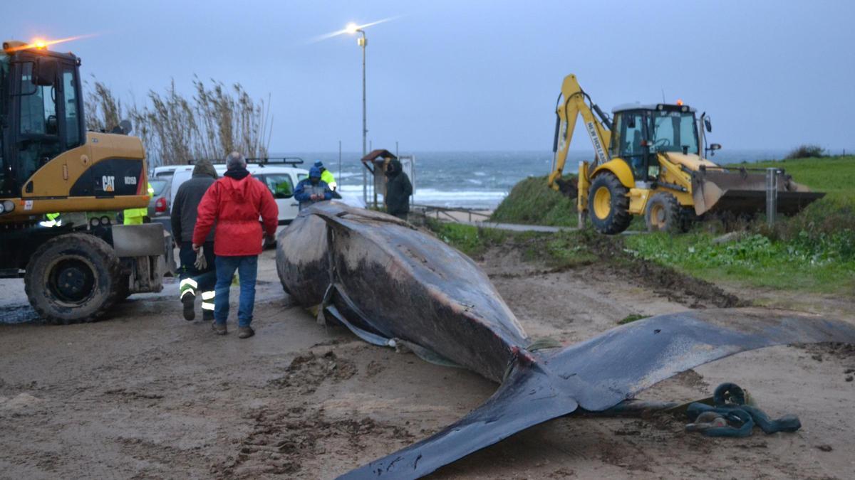 Trabajos para retirar el cadáver del ejemplar de la playa, el pasado día 8 de enero