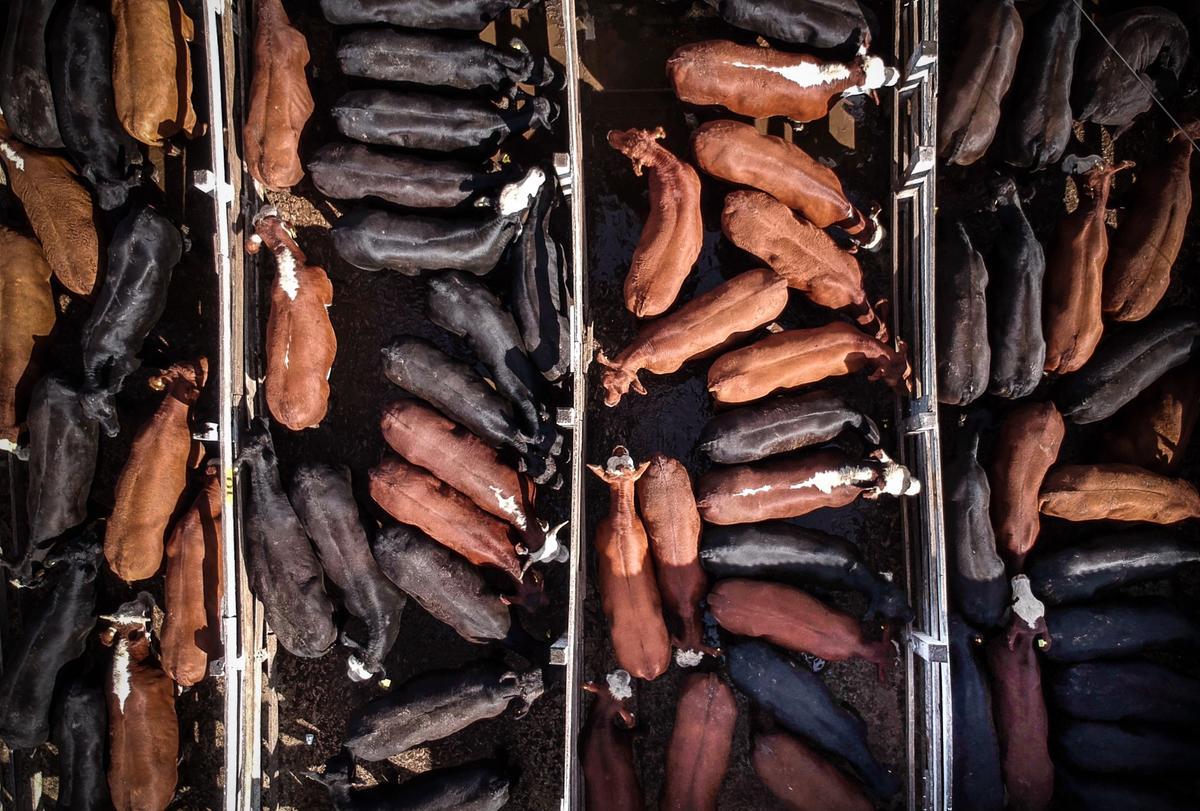 Terneras en un corral antes de ser sacrificadas en el Mercado de Hacienda de Liniers, en Buenos Aires.