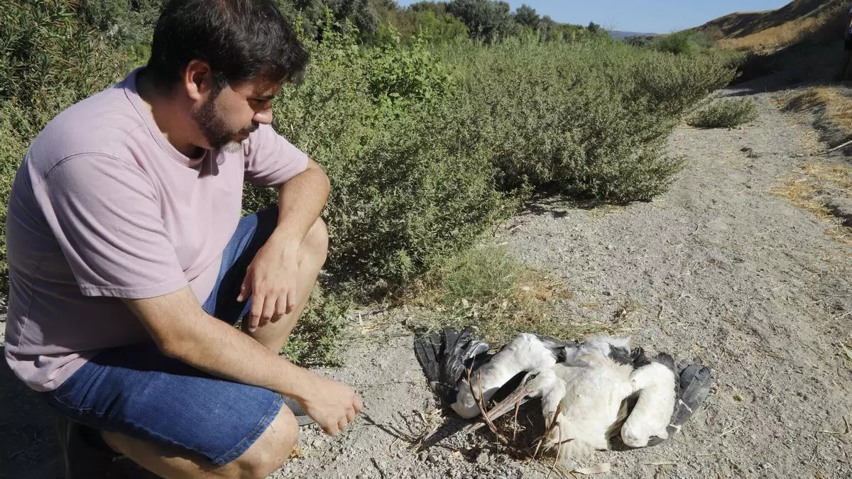 Hallan una veintena de aves muertas junto al Guadalquivir en Córdoba