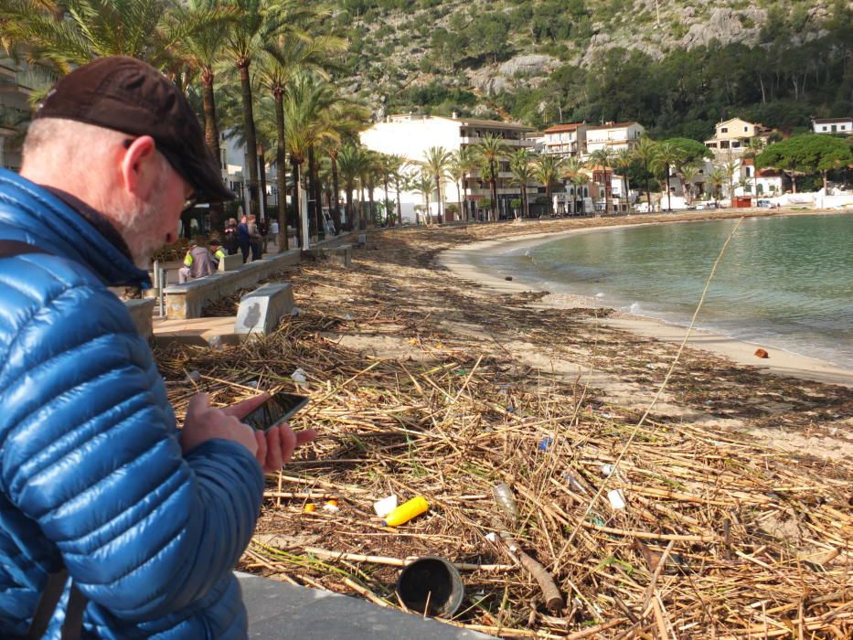 Indignación en Sóller al quedar la playa cubierta por cañas taladas por el Govern