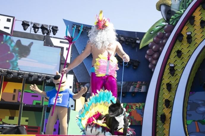 24.02.19. Las Palmas de Gran Canaria. Carnaval 2019. Concurso Carnaval Canino 2019. Noé Perera Santiago, presenta a Thara, con la fantasía "La perla de Brasil". Foto Quique Curbelo