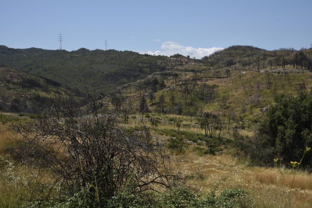 La zona afectada pel foc d'Òdena, un any després