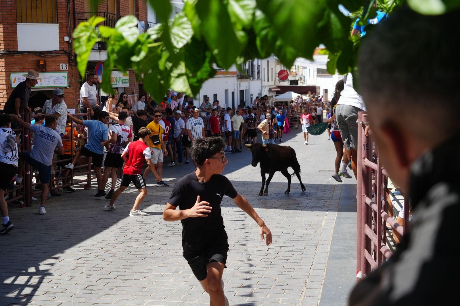 Alcaracejos vive con intensidad el inicio de sus tradicionales encierros de vaquillas