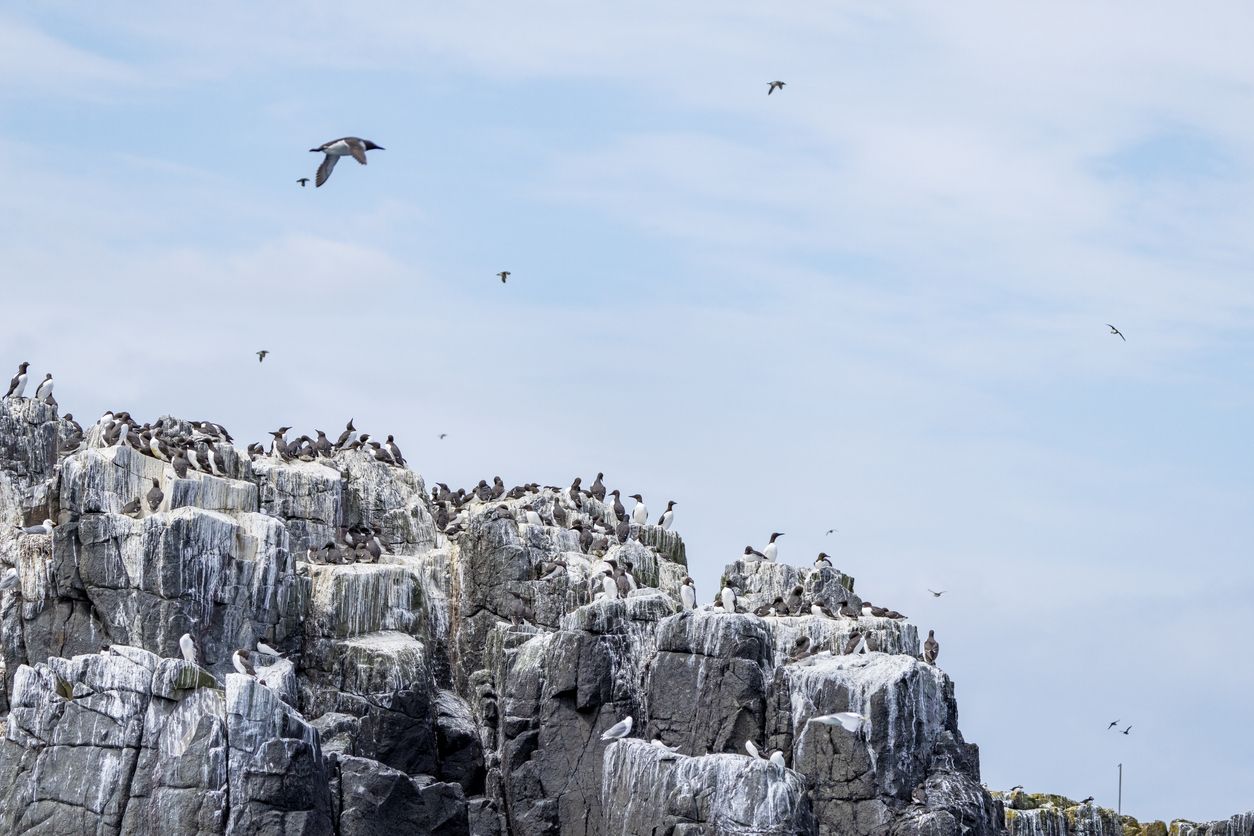 Pájaros, pájaros, pájaros