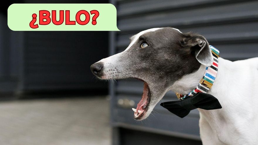 No, no tendrás que pagar un impuesto por tu perro: desmontamos el bulo