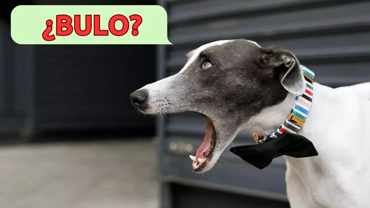 No, no tendrás que pagar un impuesto por tu perro: desmontamos el bulo