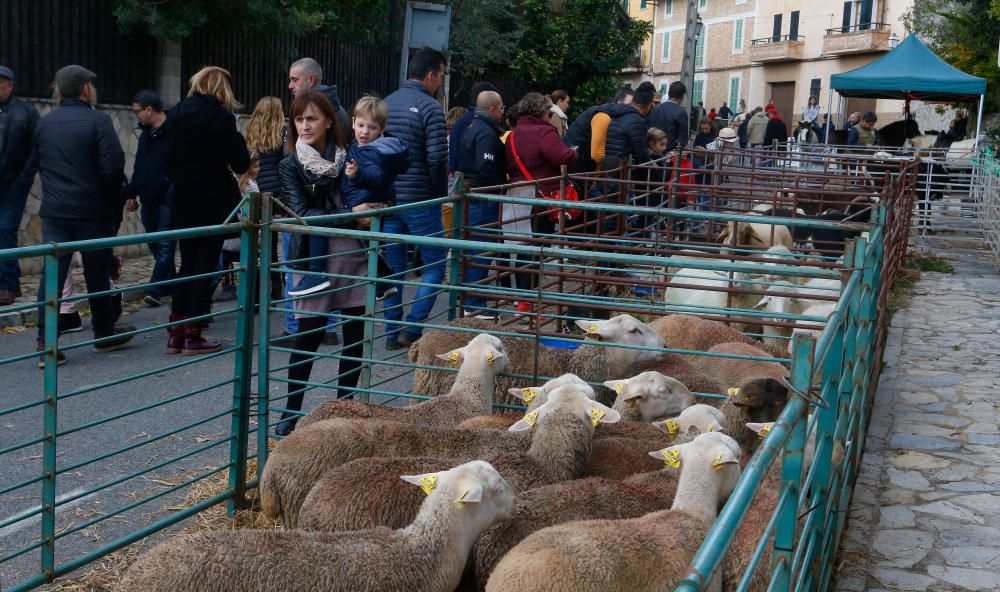 Los 'esclatasangs', protagonistas de la Fira de Mancor de la Vall