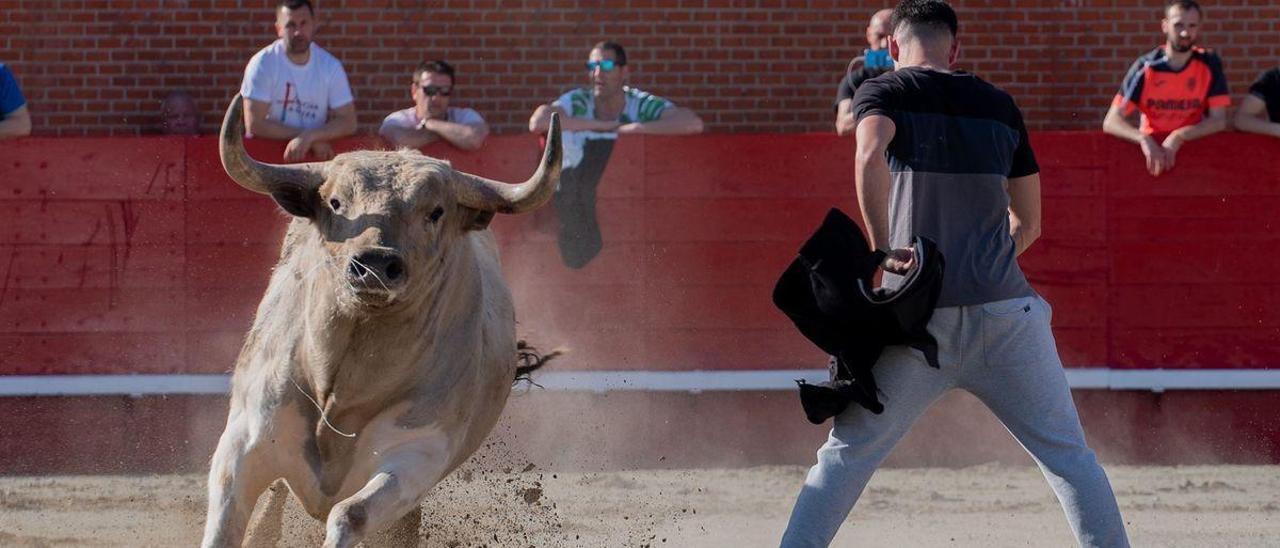 Los toros exhibidos ayer en el arranque de la Pascua Taurina de Onda dieron buen juego a los atrevidos ‘rodaors’.