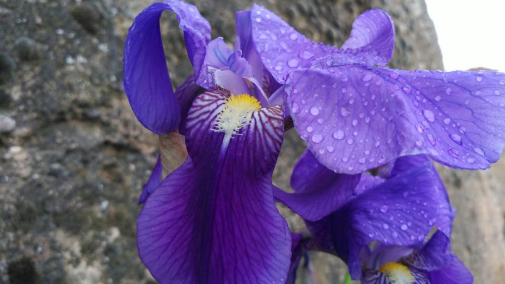 Flor. Durant el pas de la primavera arriben les flors i creixen ben boniques.