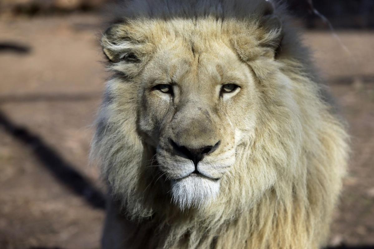 Un león en el zoo de Tbilisi (Georgia).