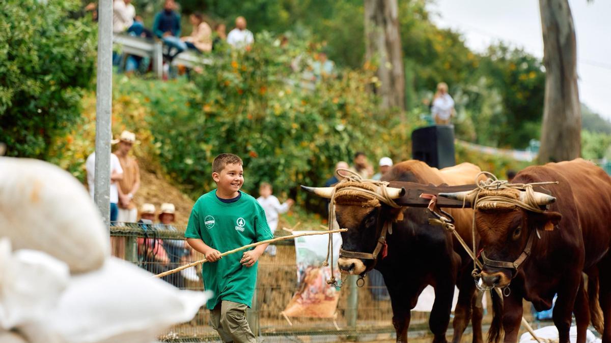 Fiestas San Antonio Moya, 2026