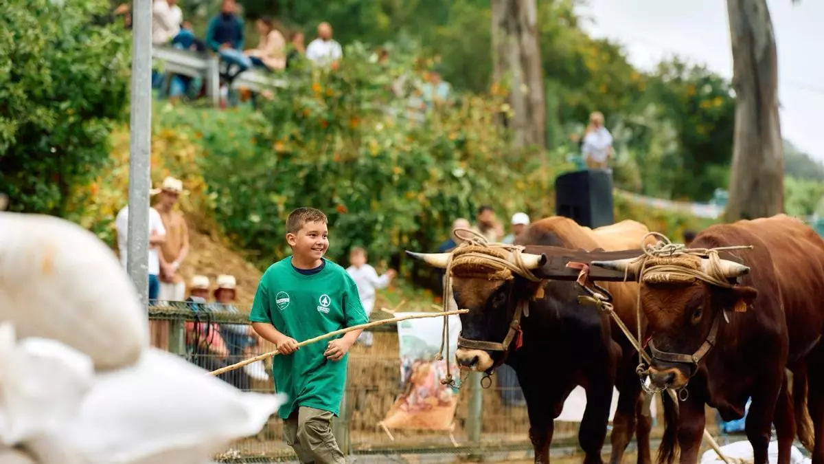 Moya reúne música, ganado y tradición en las fiestas de San Antonio