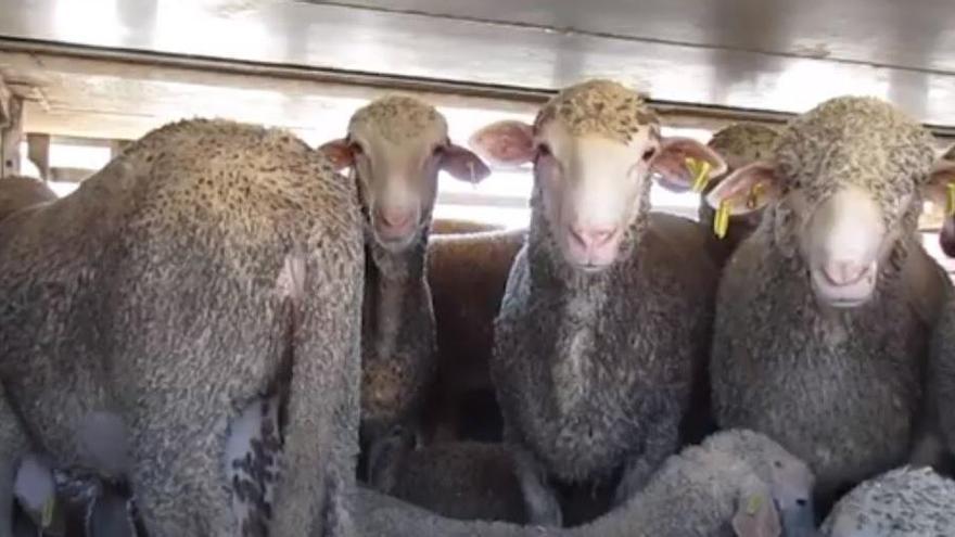 Activistes denuncien la «brutalitat» que pateix el bestiar espanyol en el seu viatge al Pròxim Orient